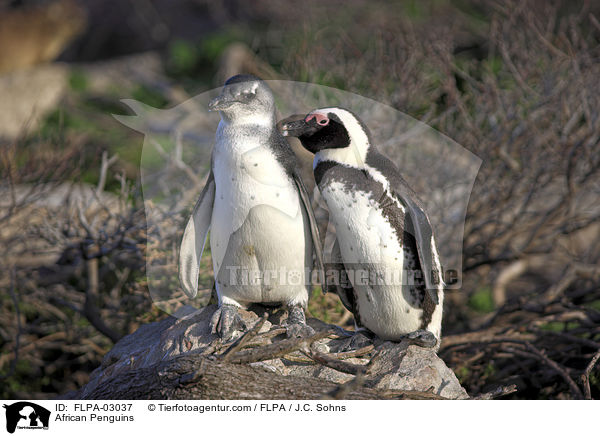 African Penguins / FLPA-03037