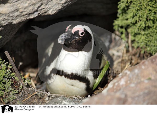 African Penguin / FLPA-03038