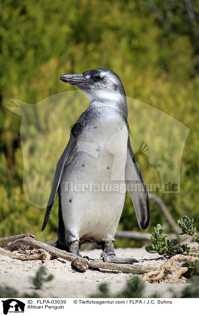 African Penguin / FLPA-03039