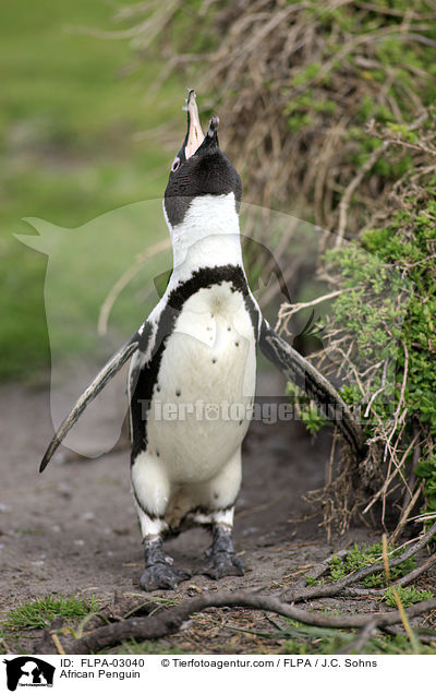 African Penguin / FLPA-03040