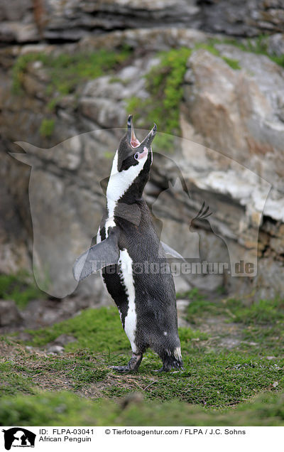 African Penguin / FLPA-03041