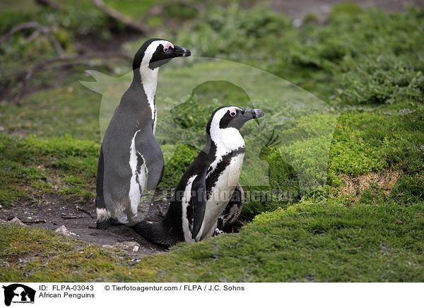 African Penguins / FLPA-03043