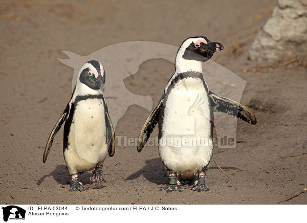 African Penguins / FLPA-03044