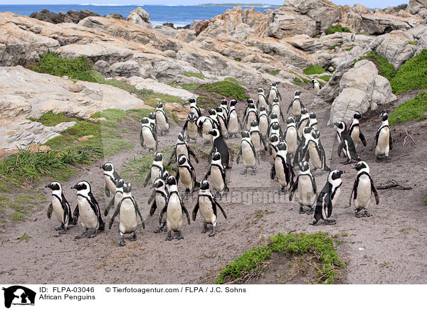 African Penguins / FLPA-03046