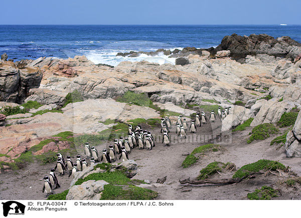 African Penguins / FLPA-03047