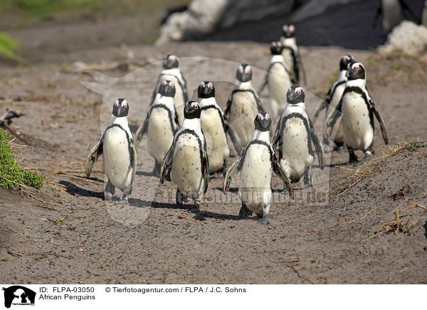 African Penguins / FLPA-03050