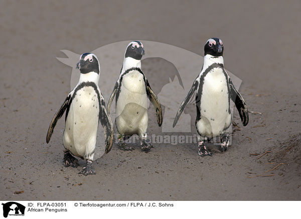 African Penguins / FLPA-03051