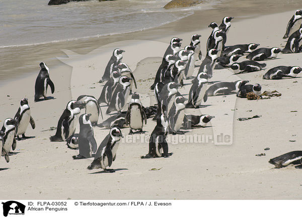 African Penguins / FLPA-03052