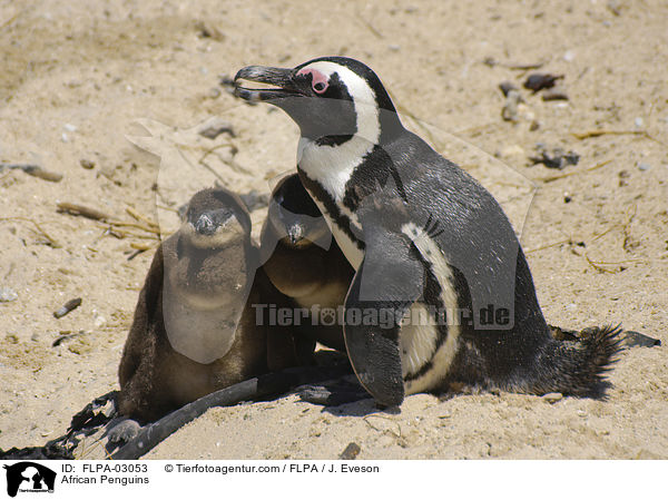 African Penguins / FLPA-03053
