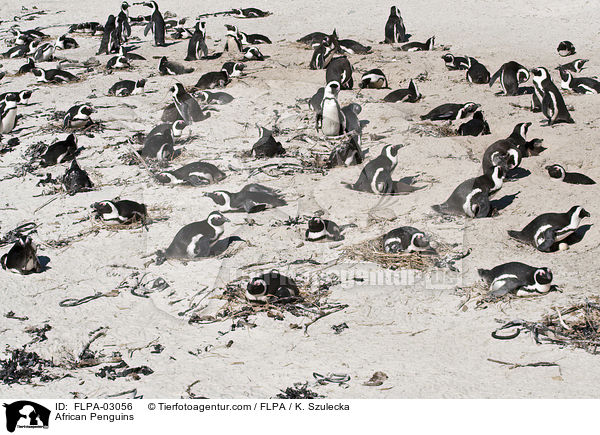 African Penguins / FLPA-03056
