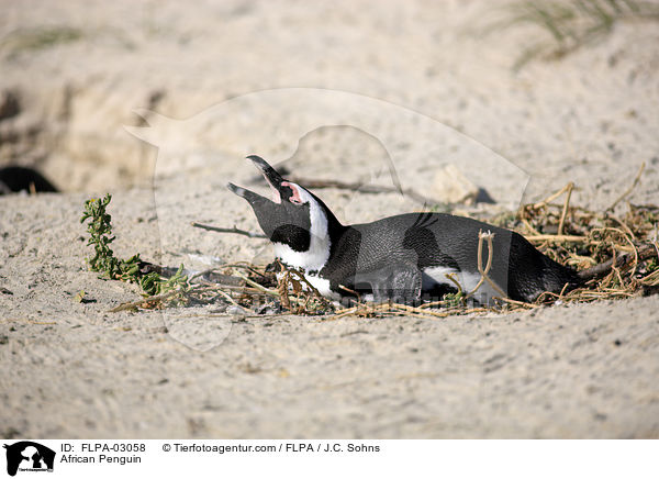 African Penguin / FLPA-03058