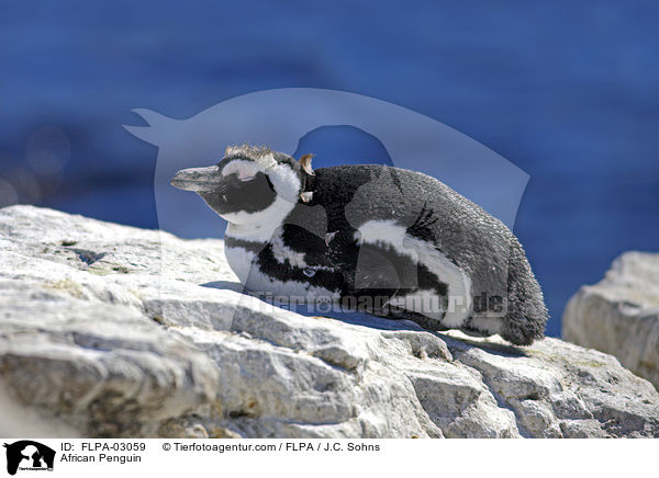 African Penguin / FLPA-03059
