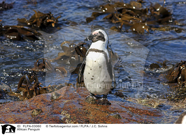 African Penguin / FLPA-03060