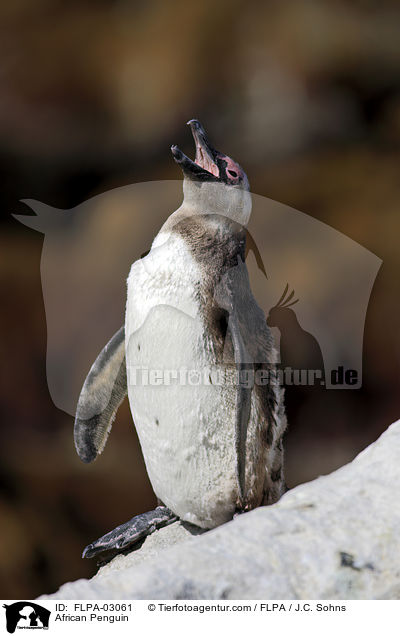 African Penguin / FLPA-03061