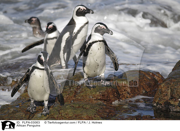 African Penguins / FLPA-03063