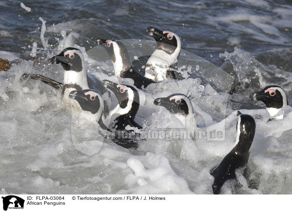 African Penguins / FLPA-03064