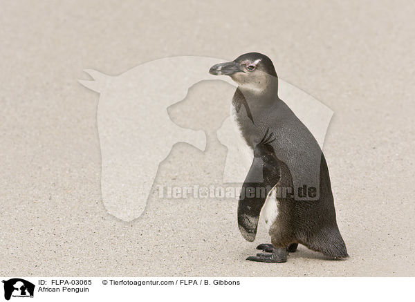 African Penguin / FLPA-03065