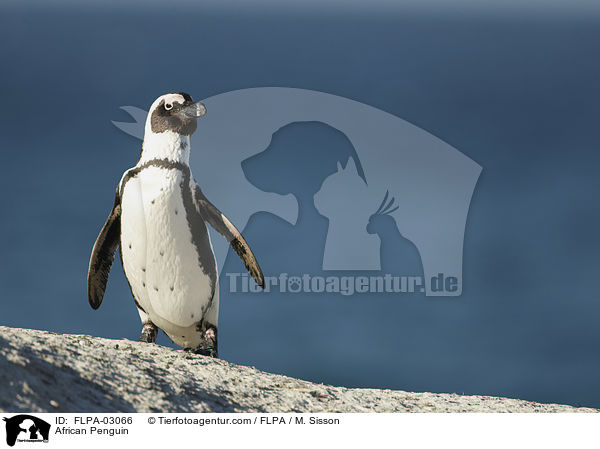 African Penguin / FLPA-03066