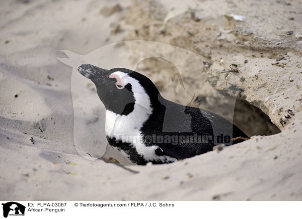 African Penguin / FLPA-03067