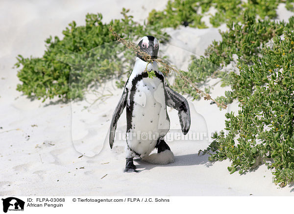 African Penguin / FLPA-03068