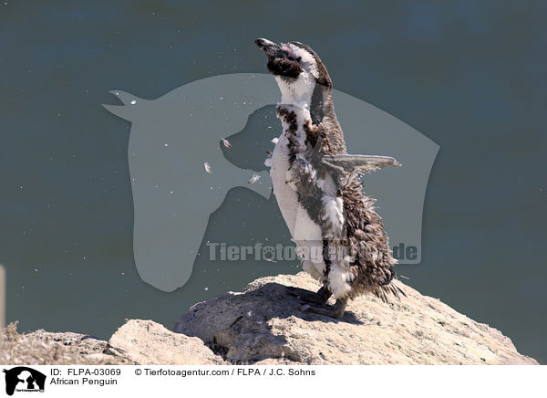 African Penguin / FLPA-03069