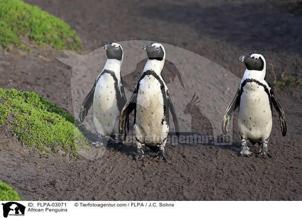 African Penguins / FLPA-03071