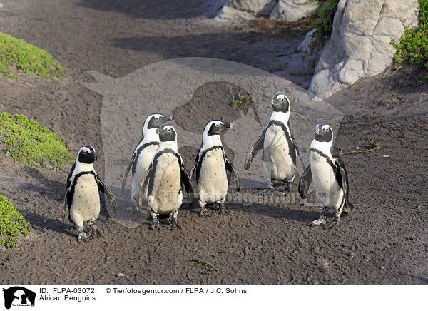 African Penguins / FLPA-03072