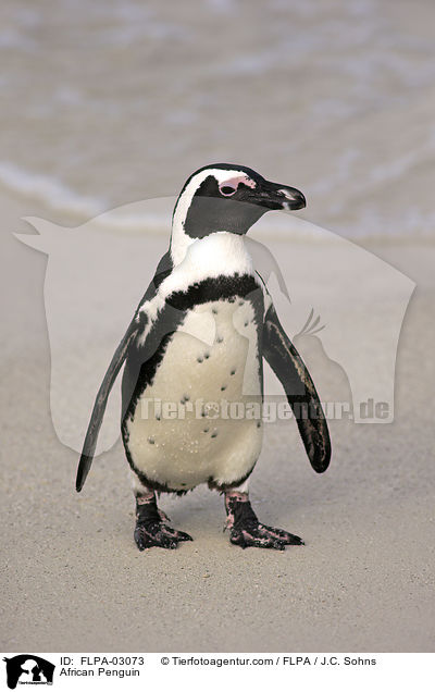 African Penguin / FLPA-03073