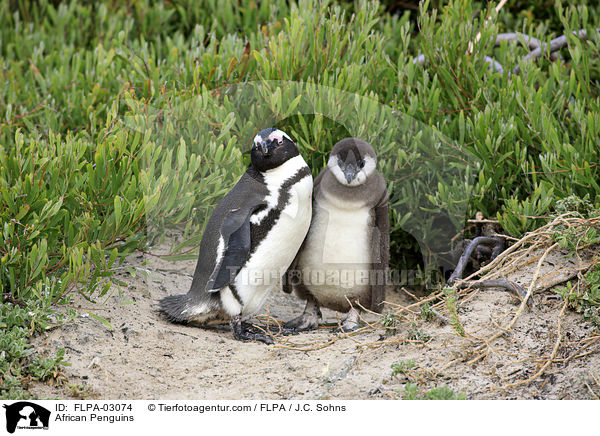African Penguins / FLPA-03074
