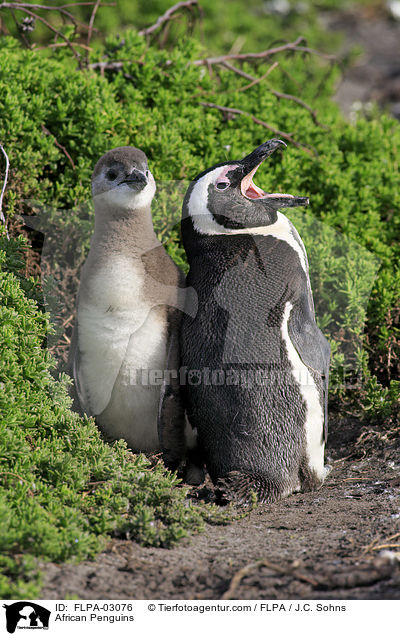 African Penguins / FLPA-03076