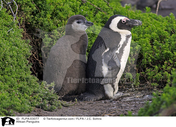 African Penguins / FLPA-03077