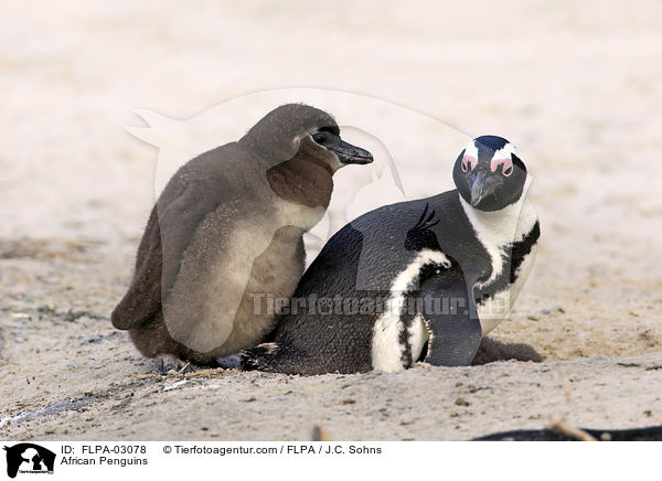 African Penguins / FLPA-03078