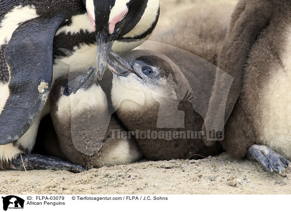 African Penguins / FLPA-03079
