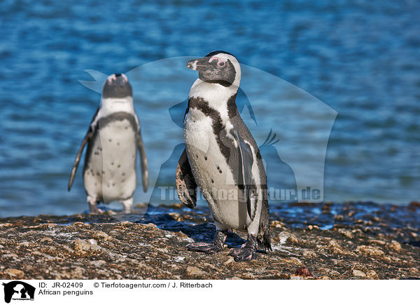 African penguins / JR-02409