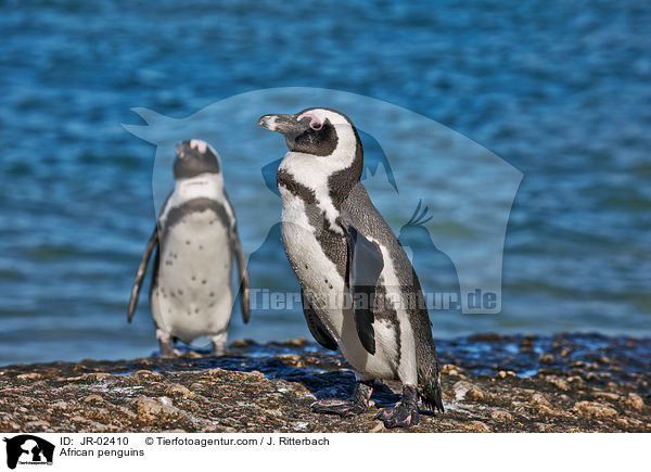 African penguins / JR-02410