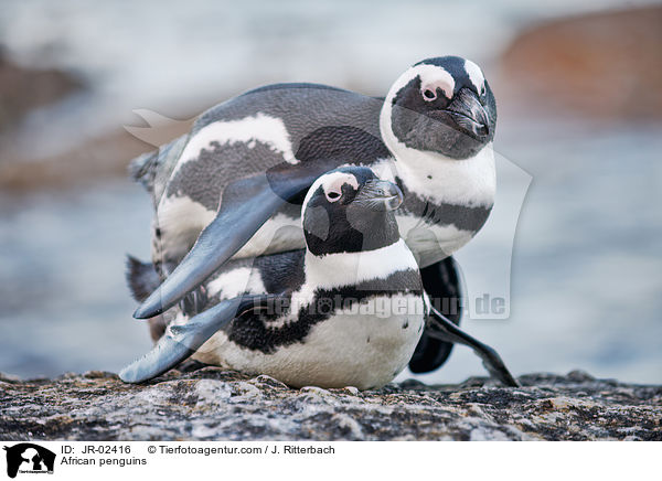 African penguins / JR-02416