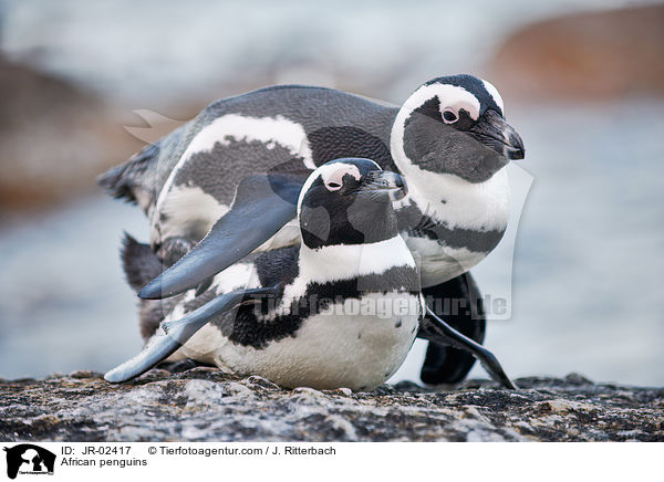 African penguins / JR-02417