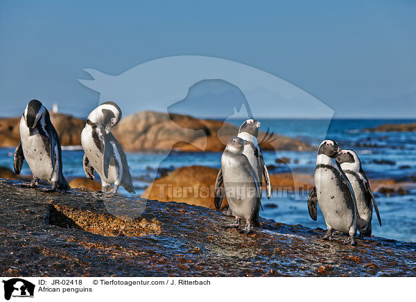 African penguins / JR-02418