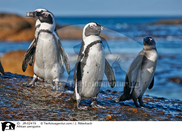 African penguins / JR-02419