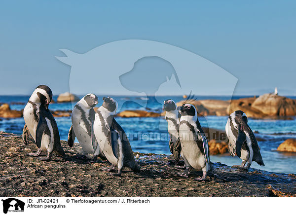 African penguins / JR-02421