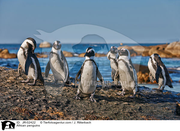 African penguins / JR-02422