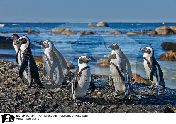 African penguins / JR-02424