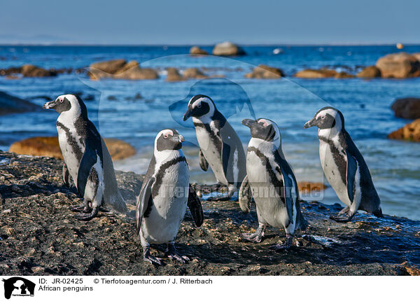 African penguins / JR-02425