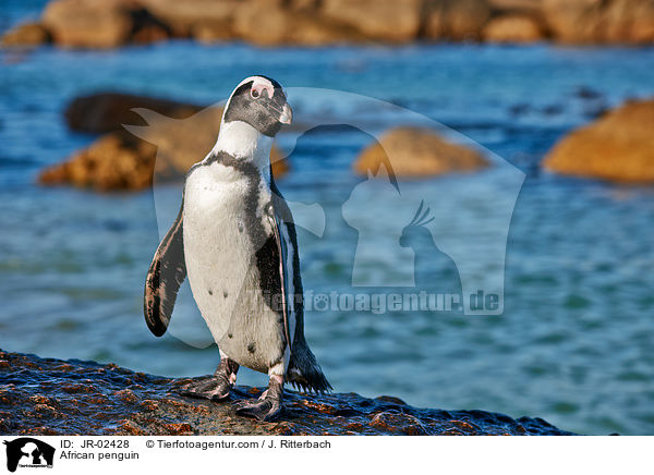 African penguin / JR-02428