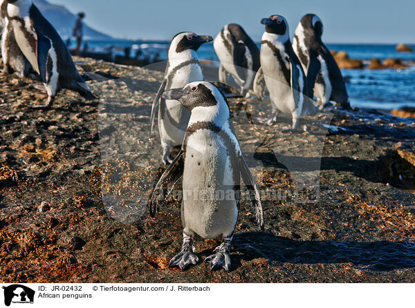 African penguins / JR-02432