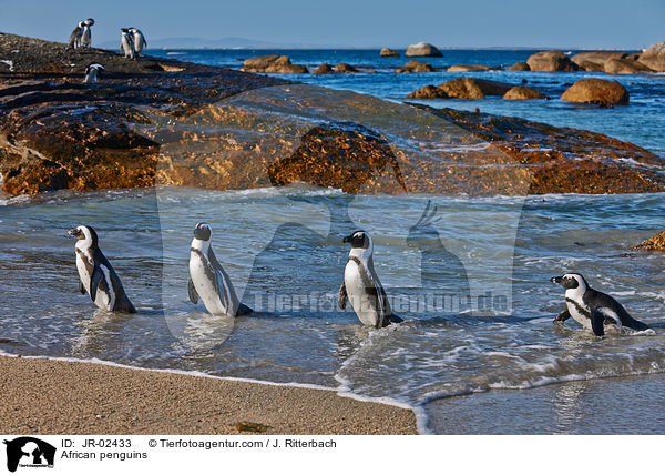 African penguins / JR-02433