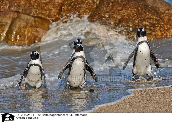 African penguins / JR-02434