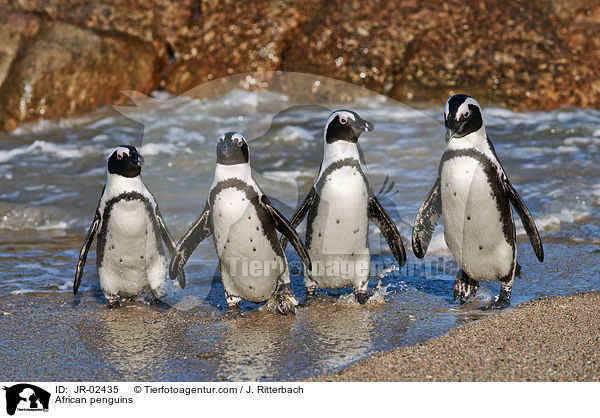 African penguins / JR-02435