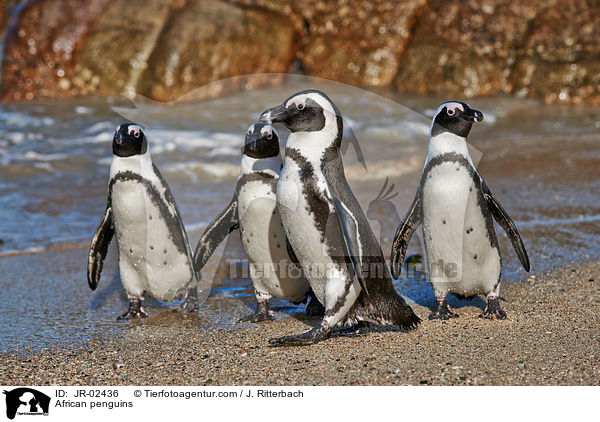 African penguins / JR-02436