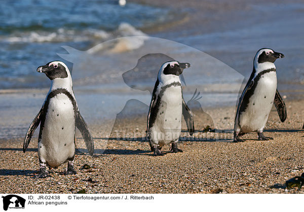 African penguins / JR-02438